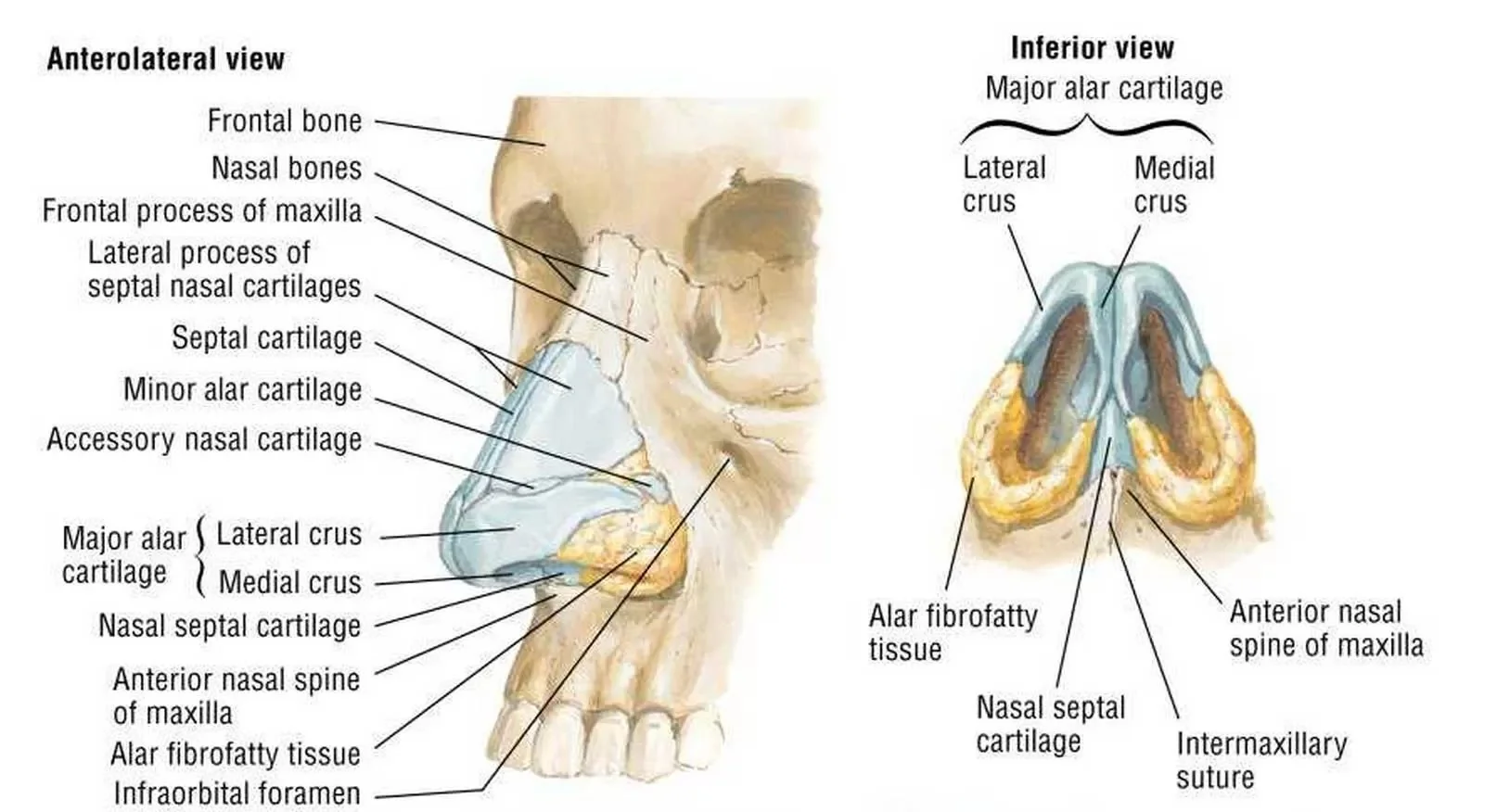 Chirurgie esthétique de la pointe du nez (Tipplasty)