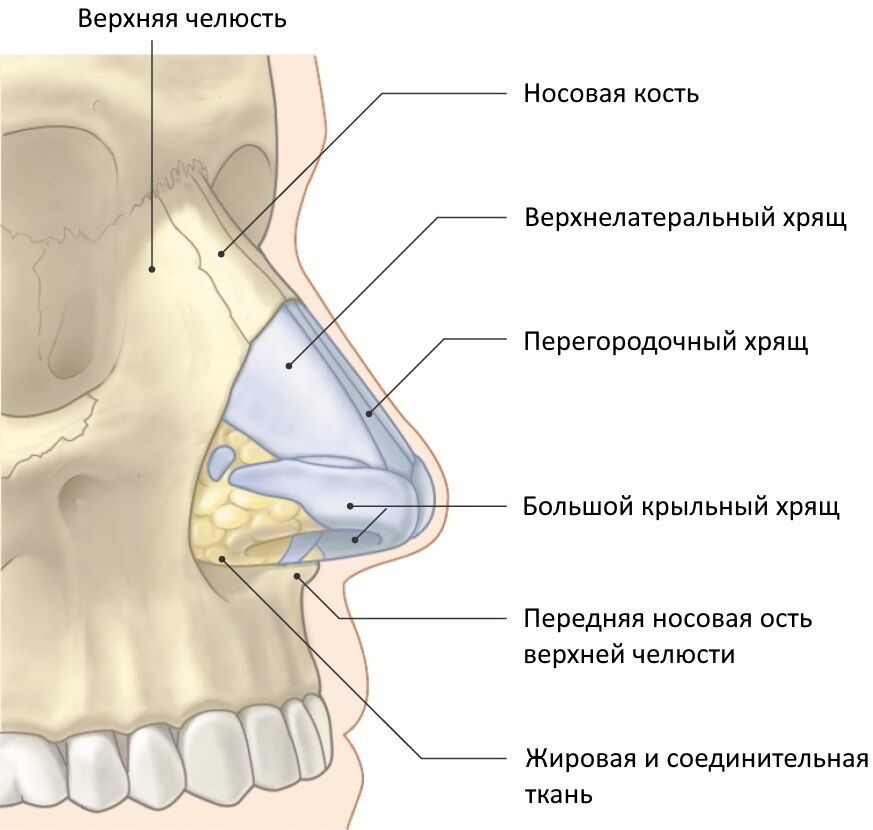 Эстетическая хирургия кончика носа (пластика кончика носа) 